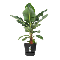 greenville rond 25cm living noir